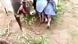 Angry Bull & Two Child