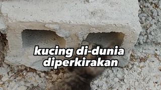 Sipakah yang akan menang jika kucing vs manusia?