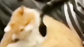 Gato engraçado