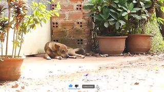 Fake Tiger Prank Real dogs Very Funny - Fake Tiger vs Dogs Prank Reaction Scared or Frightened Ep#05