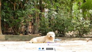 No Laugh???? We pranked on dogs with STUFFED TOY TIGER - fake tiger dog prank Ep#06