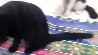 Animal lovers 30