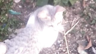 Animal lovers 31