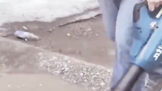 Amazing videos facts
