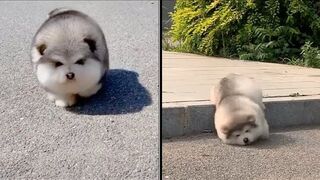 Baby Alaskan Malamute Cutest and Funniest Moments New Compilation ????_ Try Not To Laugh