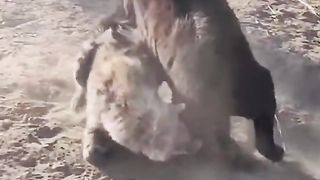 DONKY FIGHT with lager bager SHAKARI howa shakir