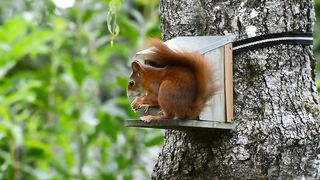 squirrel