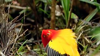 The dance of this bird is very beautiful