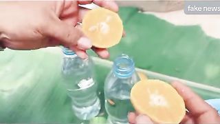 tips for planting mangoes within 75 days have been fruitful