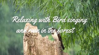 Relaxation with bird singing in the rainy