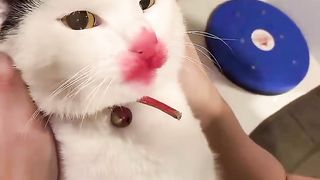 Cat cute 6