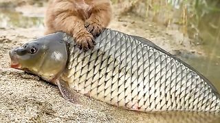 friendship dog and fish vidio