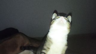 Funny cat 192