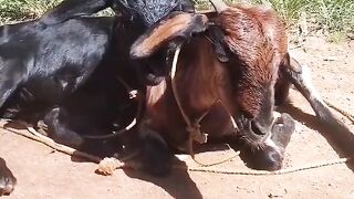 Cute Goat Amazing Video