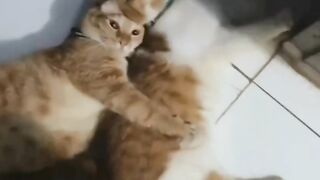 Funny Cat 36