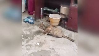 cat???? wants to hunt mice????