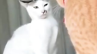 FUNNY VIDEOS ANIMAL 2023