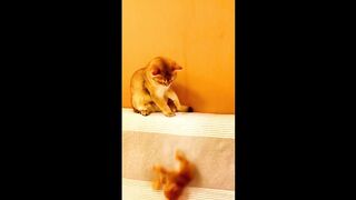 Funny Cat Compilation 3