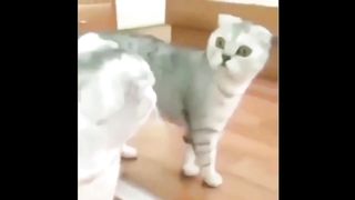 funny cat compilation 2 2