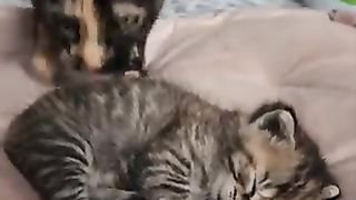 Parent cat playing with a toy, suddenly grooming a kitten