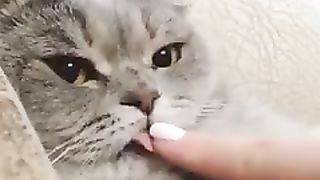 The cat who forgot to store it