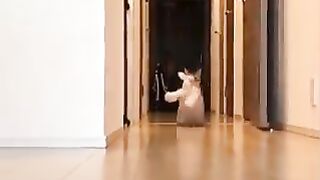 Cat carrying stuffed animal