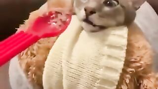 Cat with a bad face
