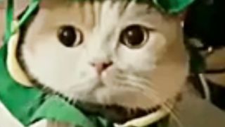 Funny cat part 2