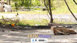 Fake tiger Prank Village Dogs very Funny