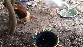 Animal lovers 42