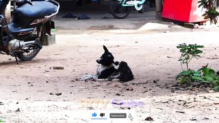 Fake tiger Prank Dogs very Funny - Can not stop laughing