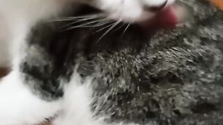 cute sleeping cat