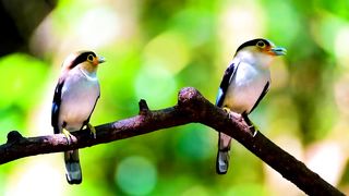 Beautiful Nature Video | Exclusive Birds Collection | Deep Sleep | Relax Your mind | Calming View