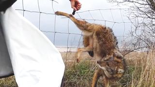 Animals That Asked  for Help