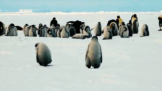 Life of Penguins 4K | Amazing NATURE | Meditation | Natural Beauty | Beautiful Birds | Soothing Relaxation