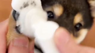 TRY TO NOT LAUGH CHALLENGE 2