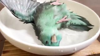 Parrot enjoying in water