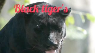 Black tiger