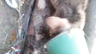 Animal lovers 43