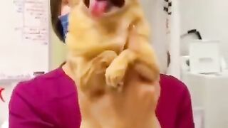 Funniest Cats and Dogs ???????? | Funny Animal Videos 3