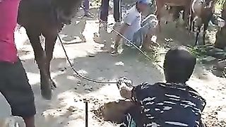 VIRAL !!Sapi banting warga