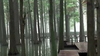 China's Forest Underwater