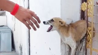 Dog meme