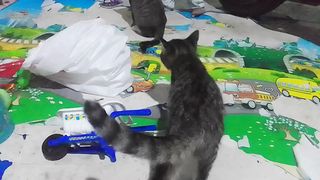 Animals on home