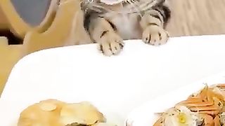 Very funny hungry cat - funny cats - funny situations