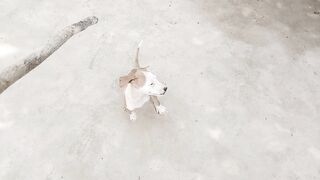 Cute breed puppy