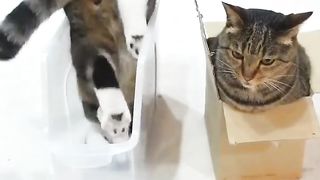 Cat with other