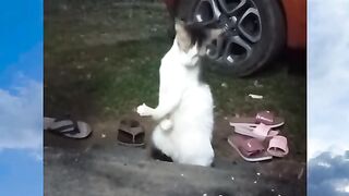 A very cute cat