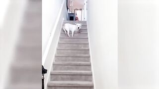 Funny Cats And Dogs Videos ???????? Funniest Animals - Videos of Funny Animals ZZZ