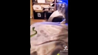 Try not to laugh - FUNNIEST CATS On Earth ????